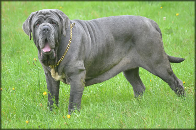 mastino napoletano: Bonnie van de Wiltimana
